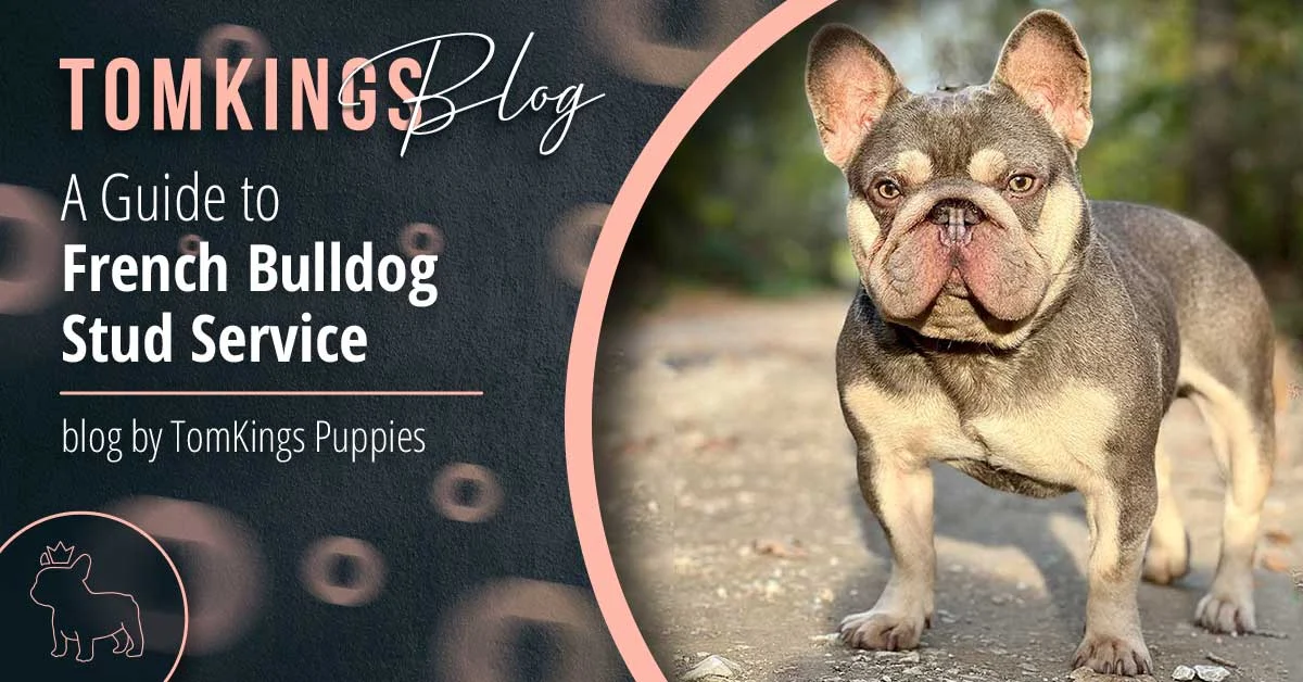 TomKings Puppies blog banner: A Guide to French Bulldog Stud Service