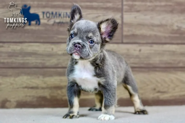 Alexis, a blue and tan fluffy French Bulldog puppy, standing indoors with a white chest and large ears.