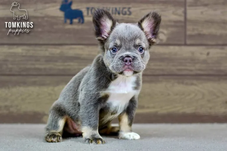 Alexis, a blue and tan fluffy French Bulldog puppy, sitting indoors with a white chest and large fluffy ears.