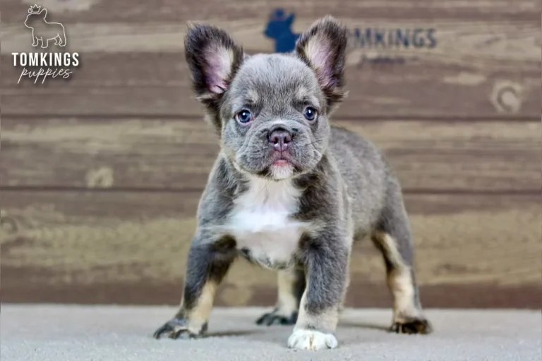 Alexis, a blue and tan fluffy French Bulldog puppy, standing indoors and looking at the camera.