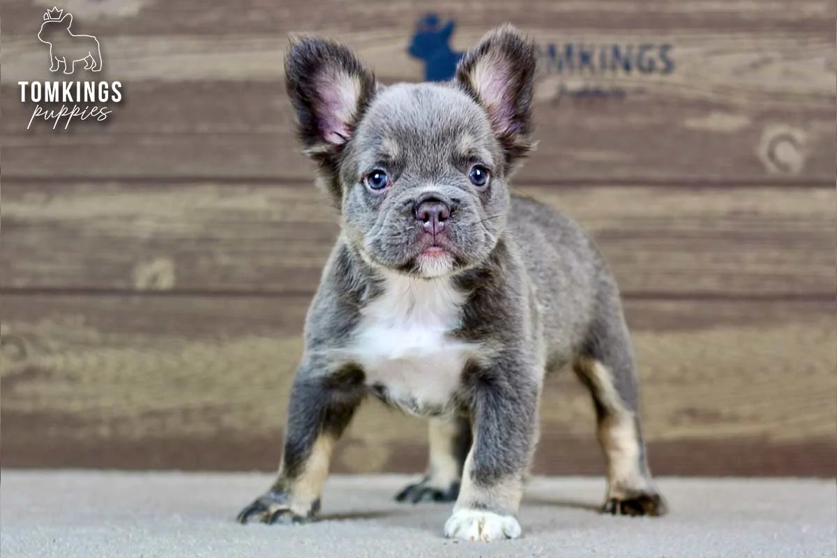 Alexis, a blue and tan fluffy French Bulldog puppy, standing indoors and looking at the camera.