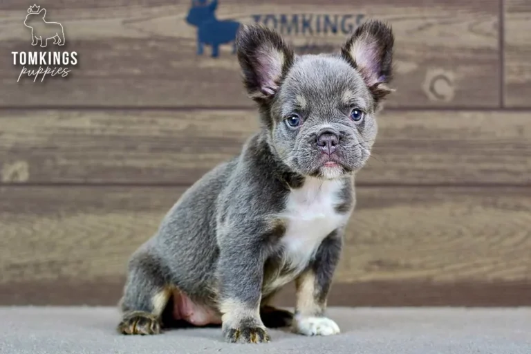 Alexis, a blue and tan fluffy French Bulldog puppy, sitting indoors with a soft puppy expression.