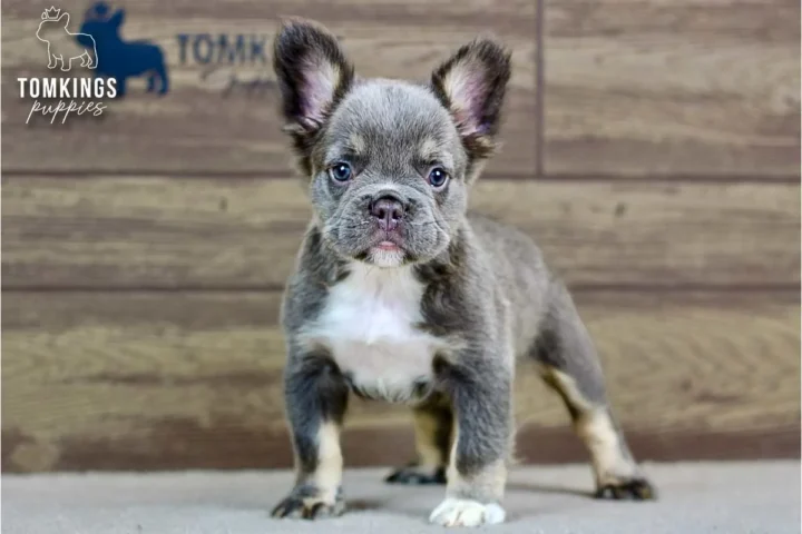 Alexis, a blue and tan fluffy French Bulldog puppy, standing indoors with large ears and a white chest.