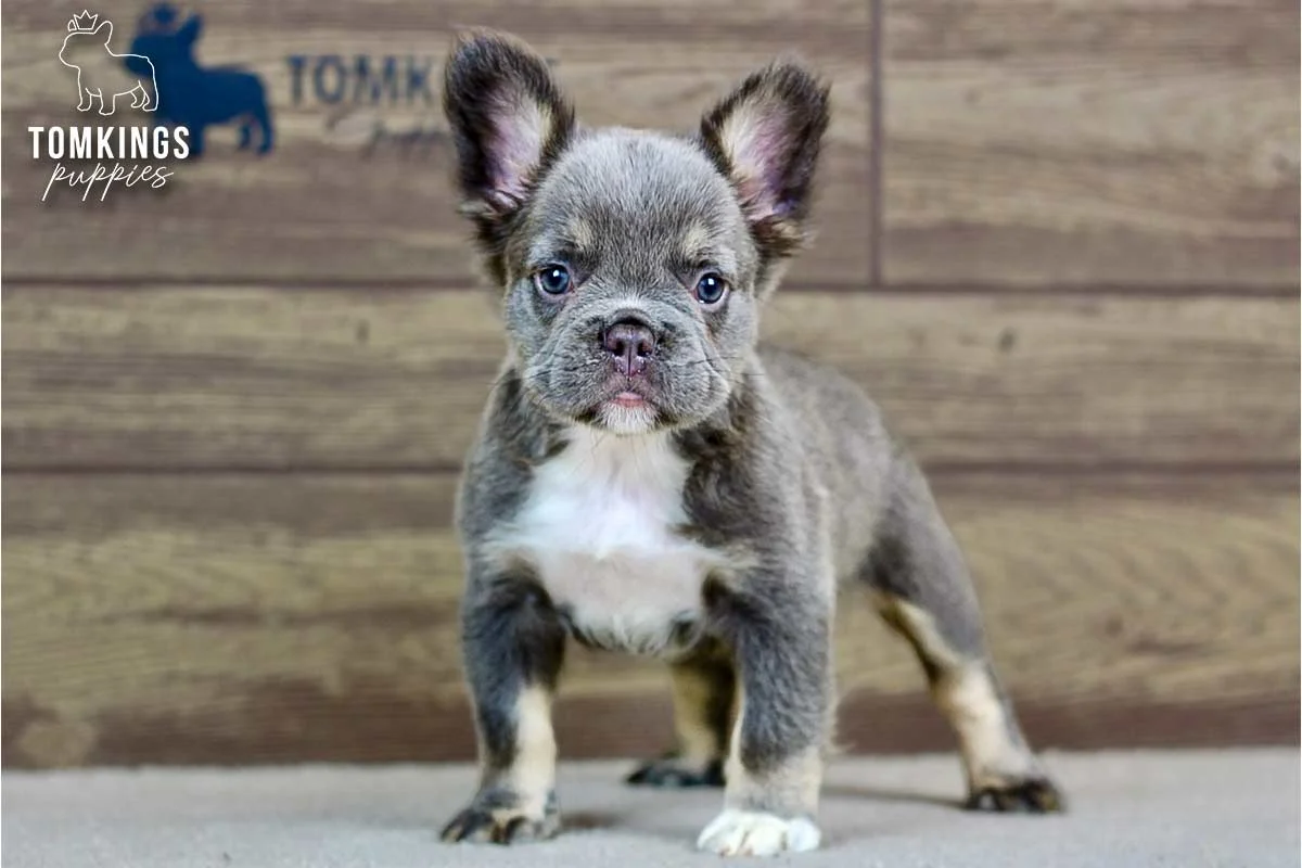 Alexis, a blue and tan fluffy French Bulldog puppy, standing indoors with large ears and a white chest.