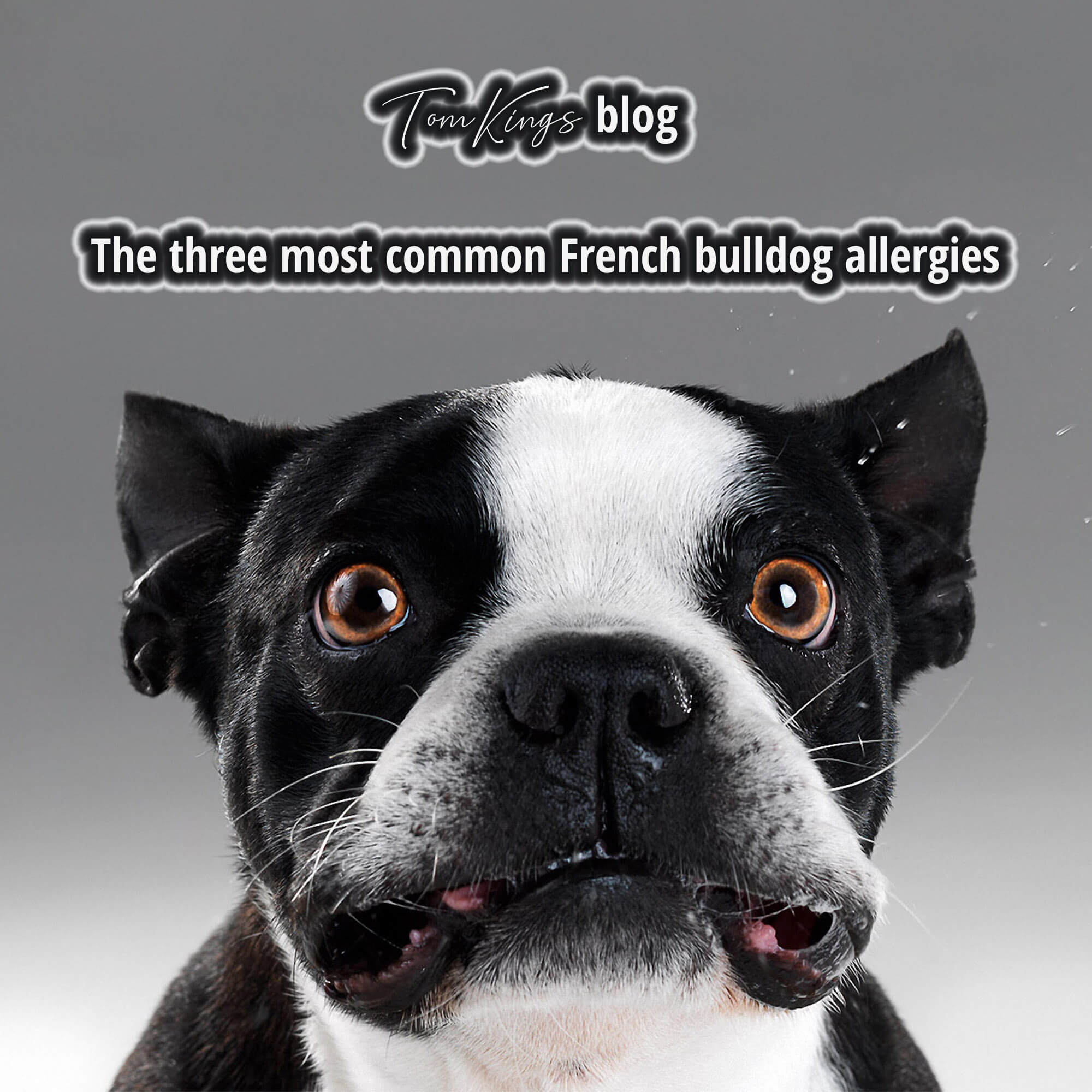 are french bulldogs good with allergies