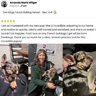 TomKings Frenchie parent review