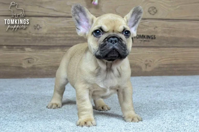 Archie