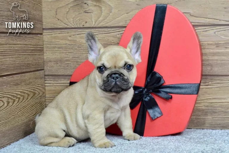 Archie