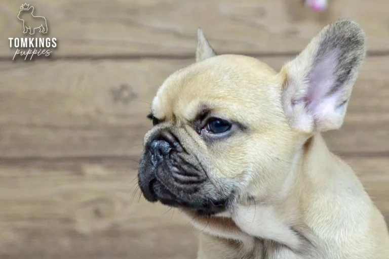 Archie