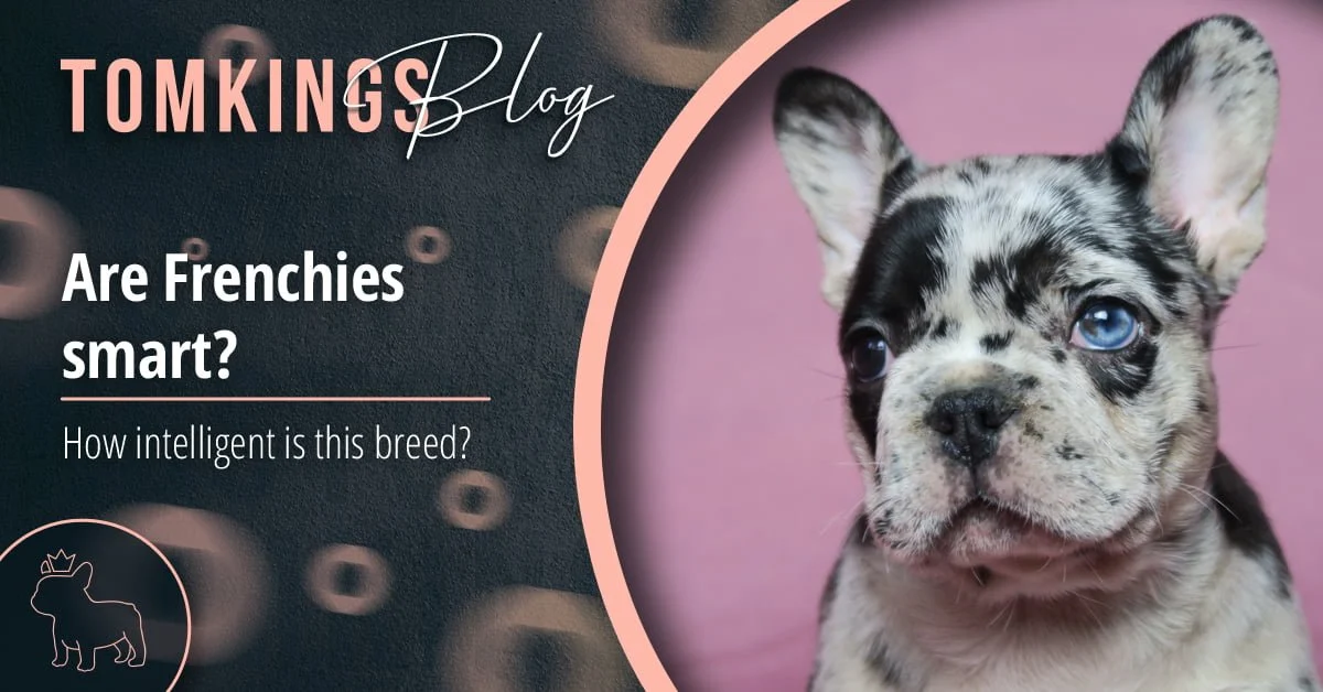 TomKings blog banner Are Frenchies smart, with a merle puppy with one blue eye on a pink background