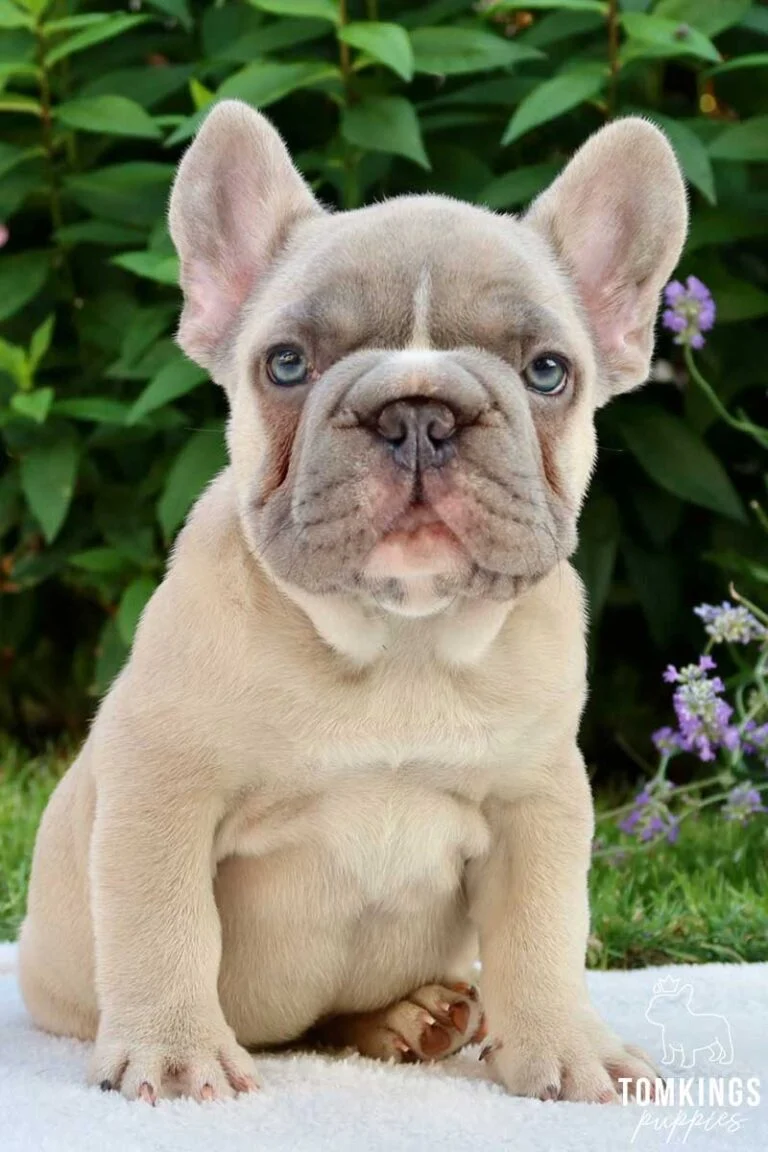 Balthazar, a big rope French Bulldog puppy, sitting outdoors in front of green plants.