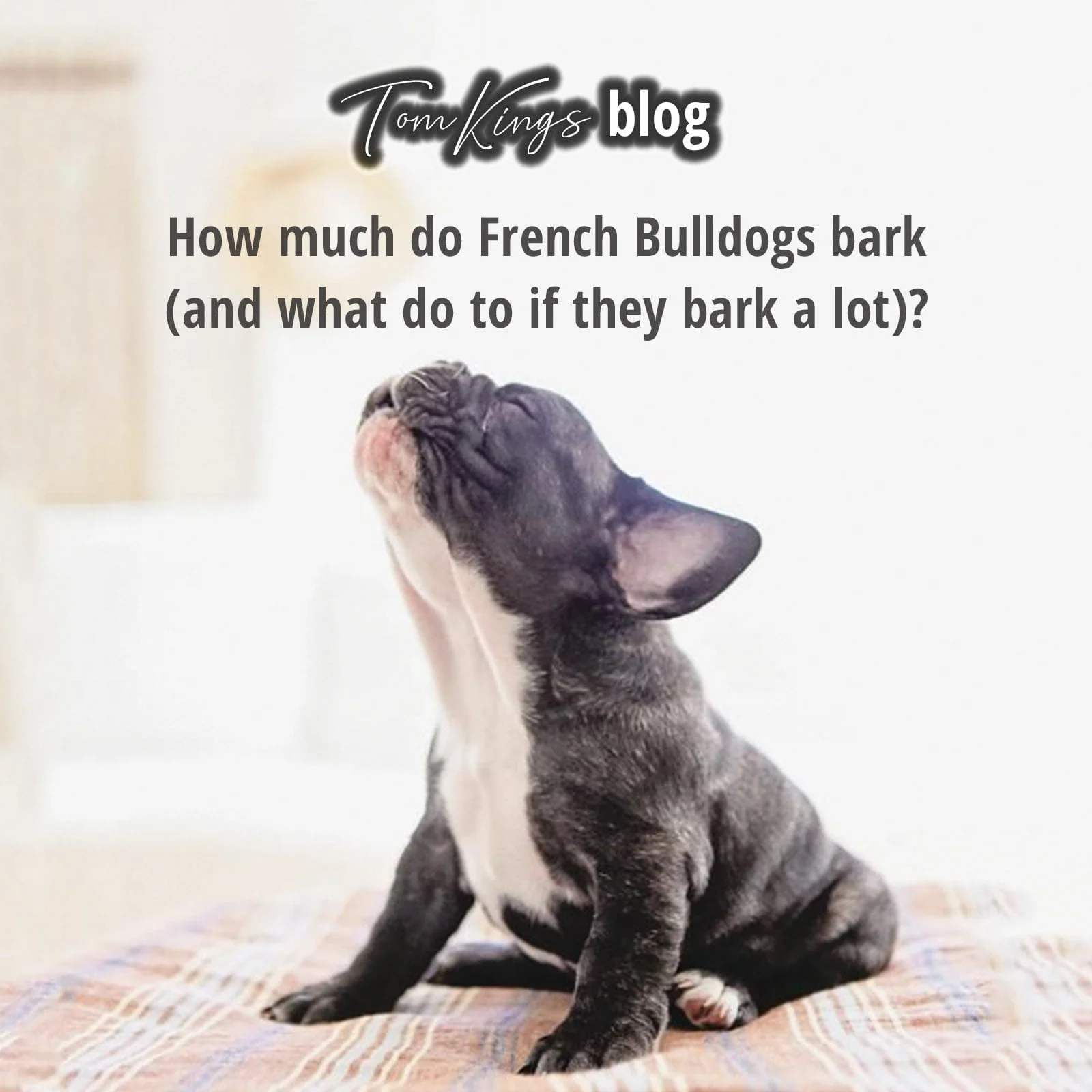 TomKings blog banner about French Bulldog barking
