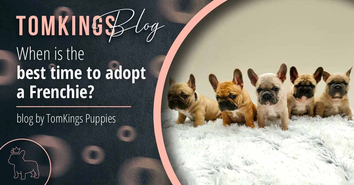 TomKings blog banner on the best time to adopt a Frenchie, with five puppies lined up on a white fur rug