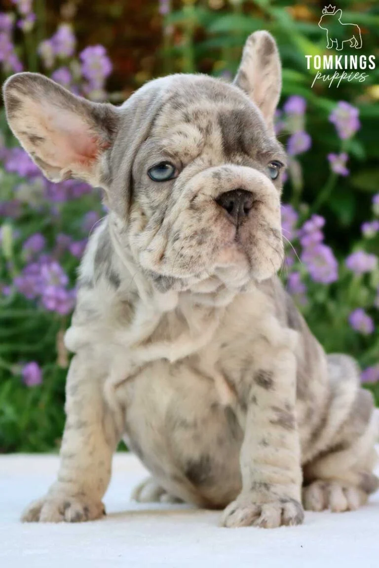 A big rope French Bulldog puppy sitting in front of purple flowers.