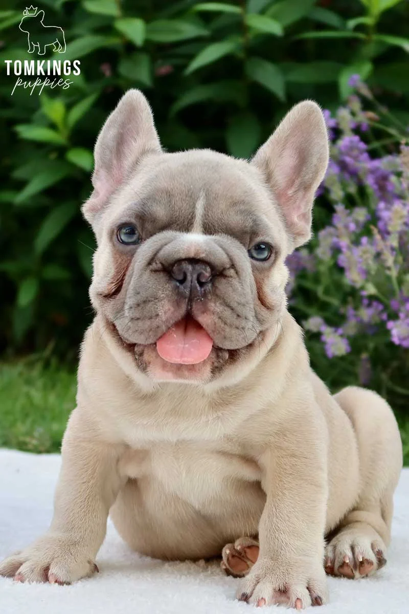 A big rope French Bulldog puppy sitting outdoors with purple flowers in the background.