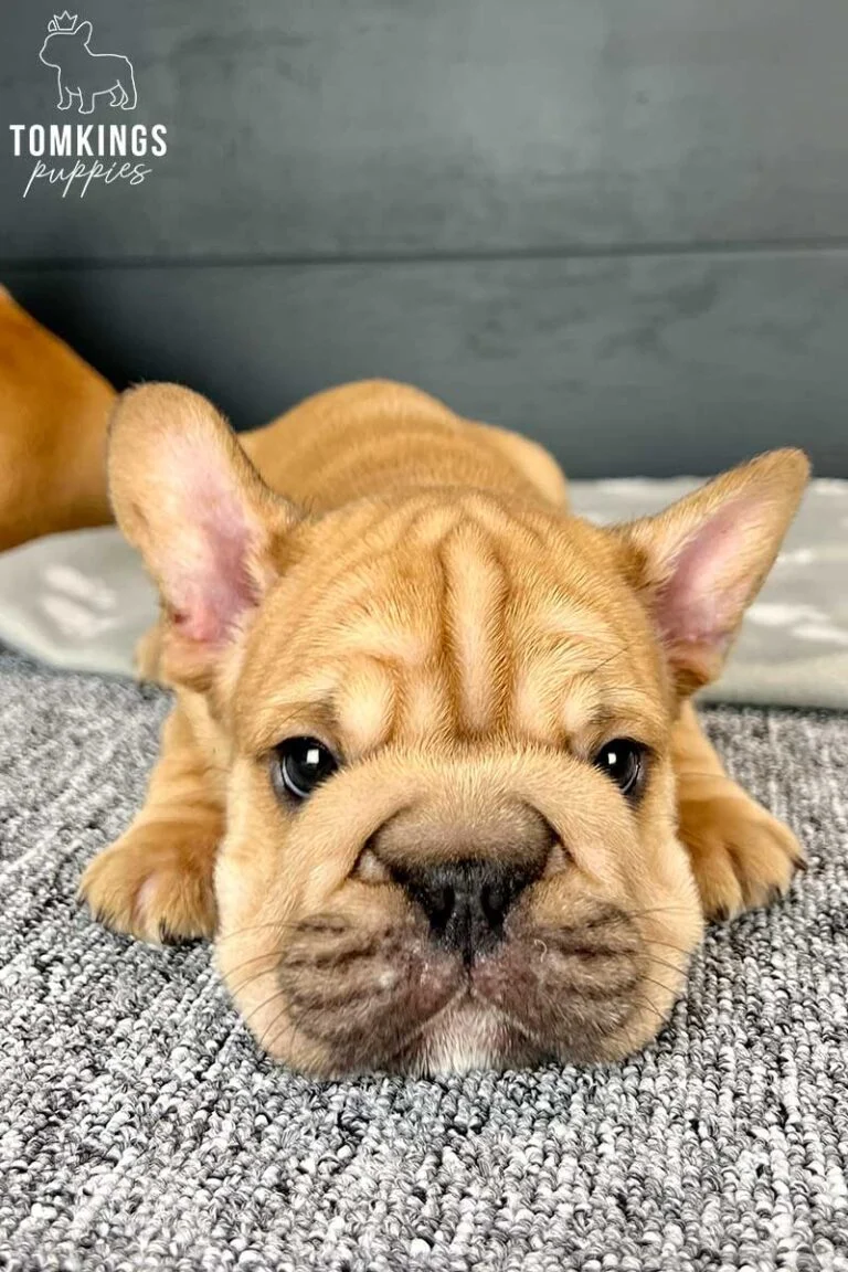 A big rope French Bulldog puppy lying on a gray blanket indoors.