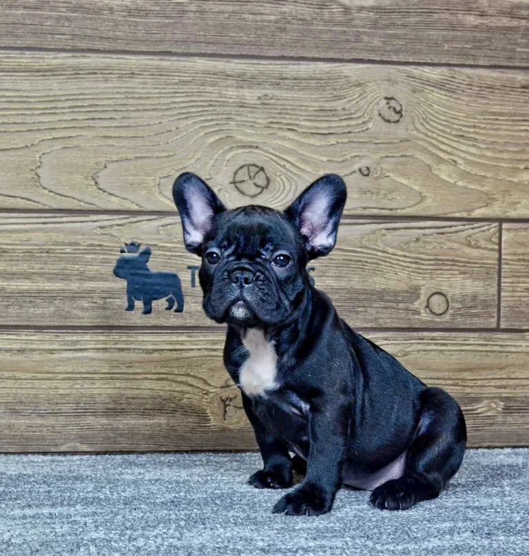 A black French Bulldog puppy sitting indoors in front of a wooden wall.