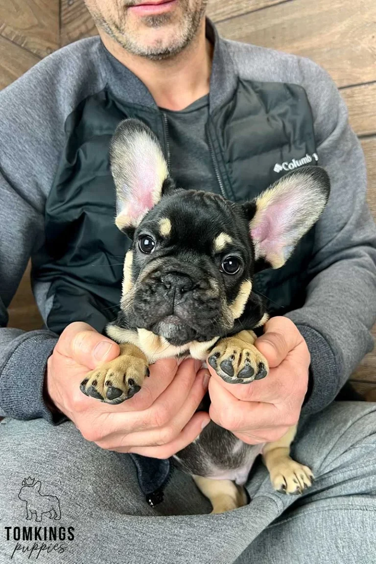 Black and tan French Bulldog puppy being gently held in a person's hands and looking at the camera.
