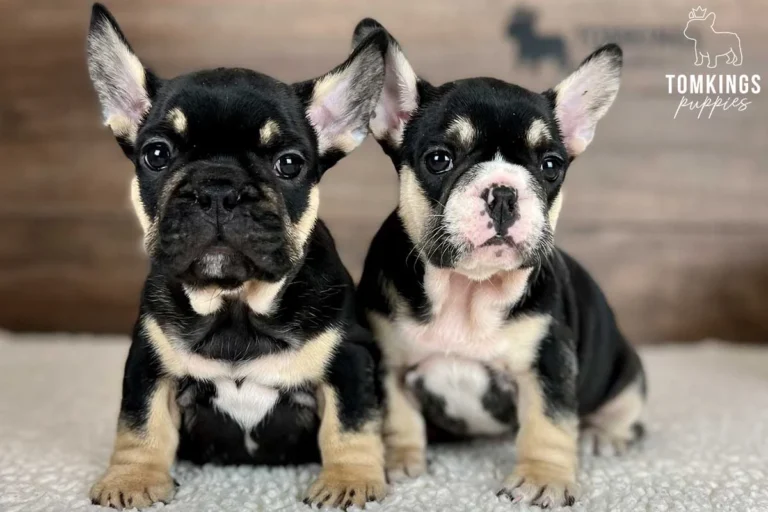 Two black and tan French Bulldog puppies sitting together on a soft white blanket.