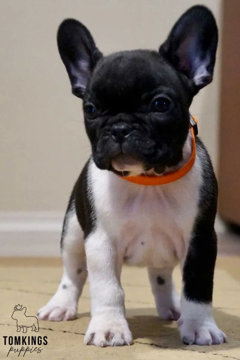 Black and white pied French Bulldog puppy standing indoors while wearing an orange collar.