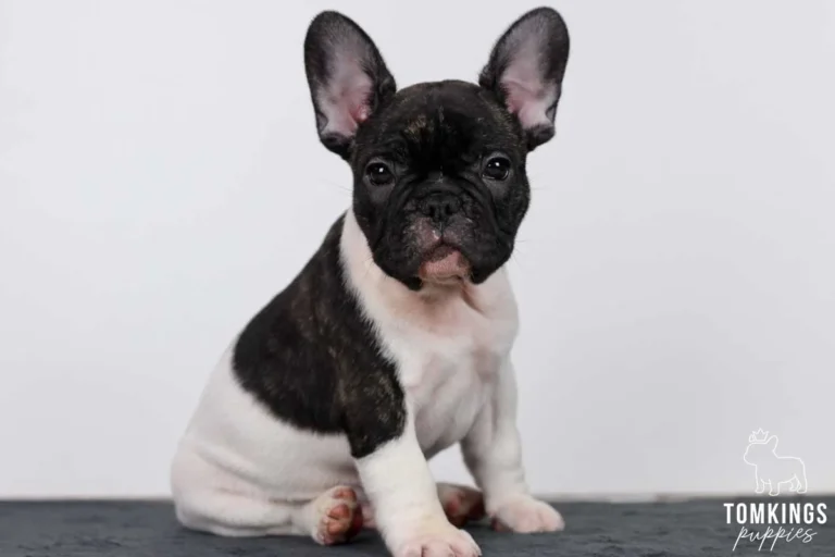 Black pied French Bulldog puppy sitting on a gray surface against a clean white background.