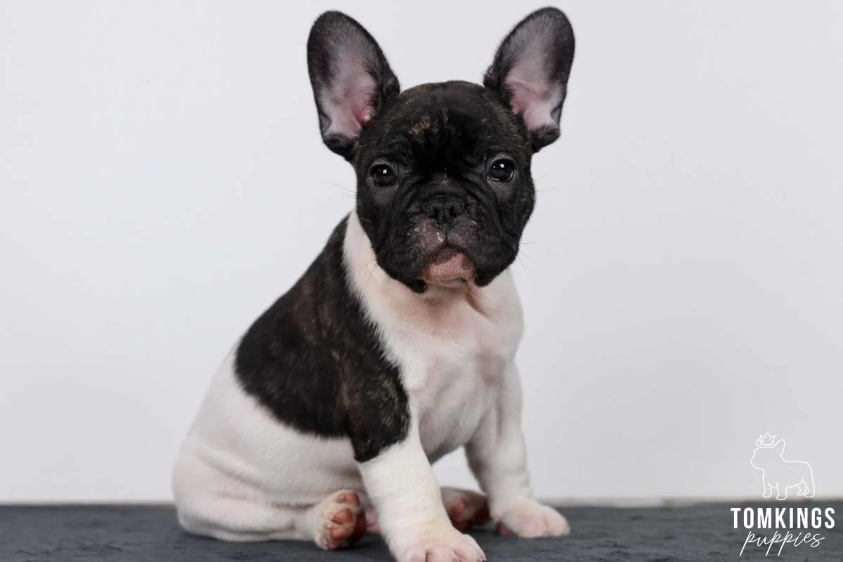 Black pied French Bulldog puppy sitting on a gray surface against a clean white background.