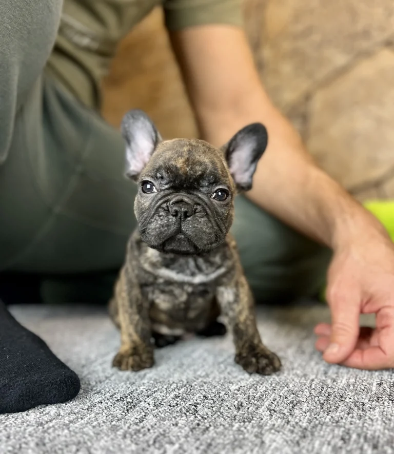 A black brindle French Bulldog puppy sitting between a person's legs.