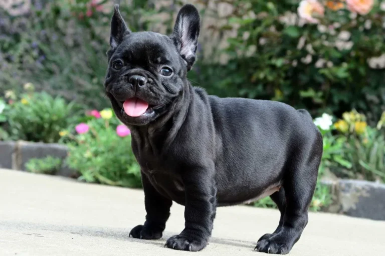 A black French Bulldog puppy standing outdoors in a colorful garden.