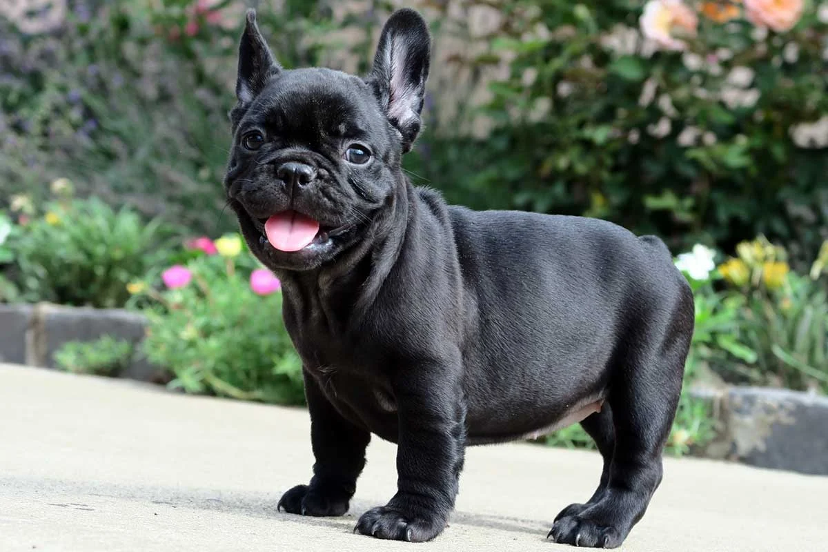 A black French Bulldog puppy standing outdoors in a colorful garden.