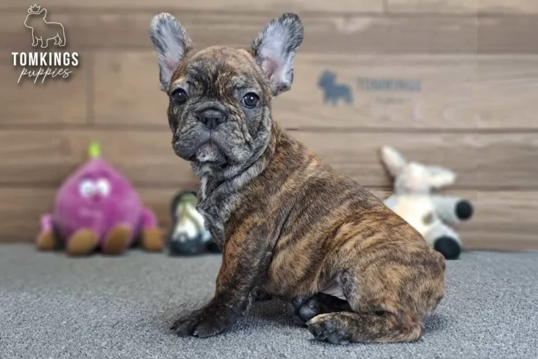 Black Brindle Frenchie Puppy
