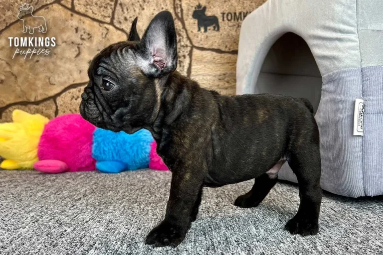 Black Brindle Frenchie Puppy