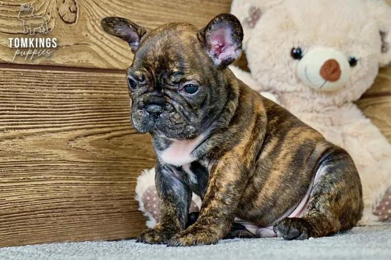 Black Brindle Frenchie Puppy