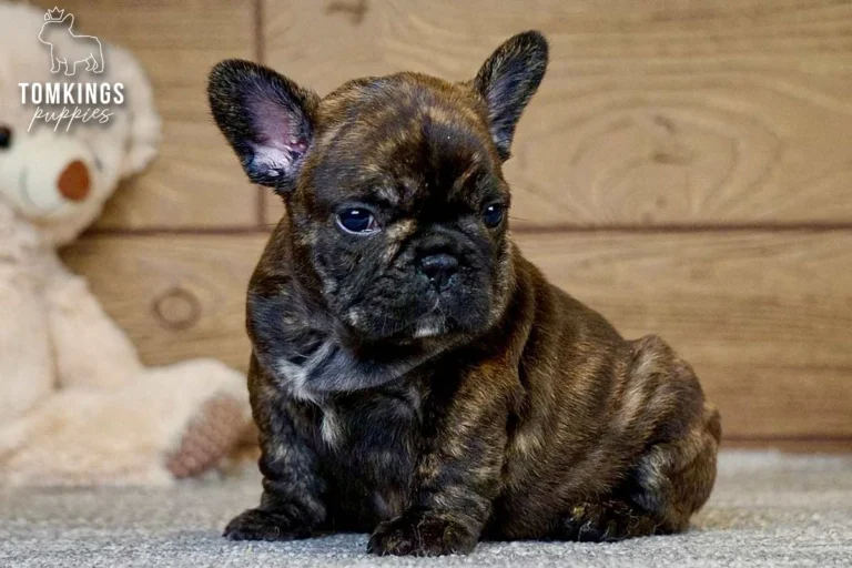 Black Brindle Frenchie Puppy