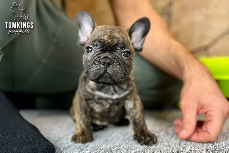 Black brindle French Bulldog puppy close-up indoors