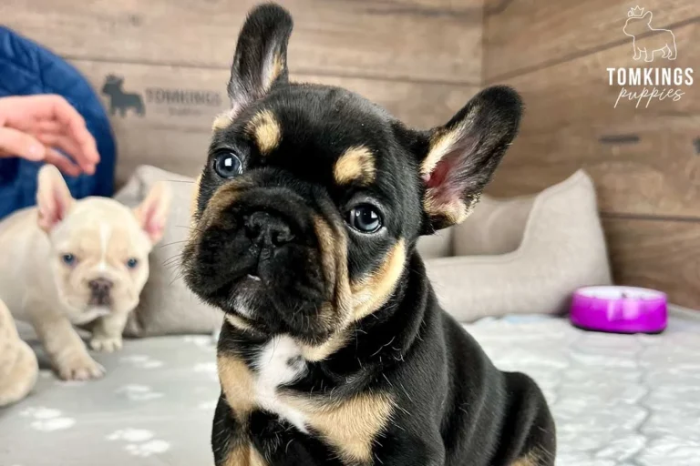 Black and tan French Bulldog puppy sitting indoors with a cream Frenchie puppy in the background.
