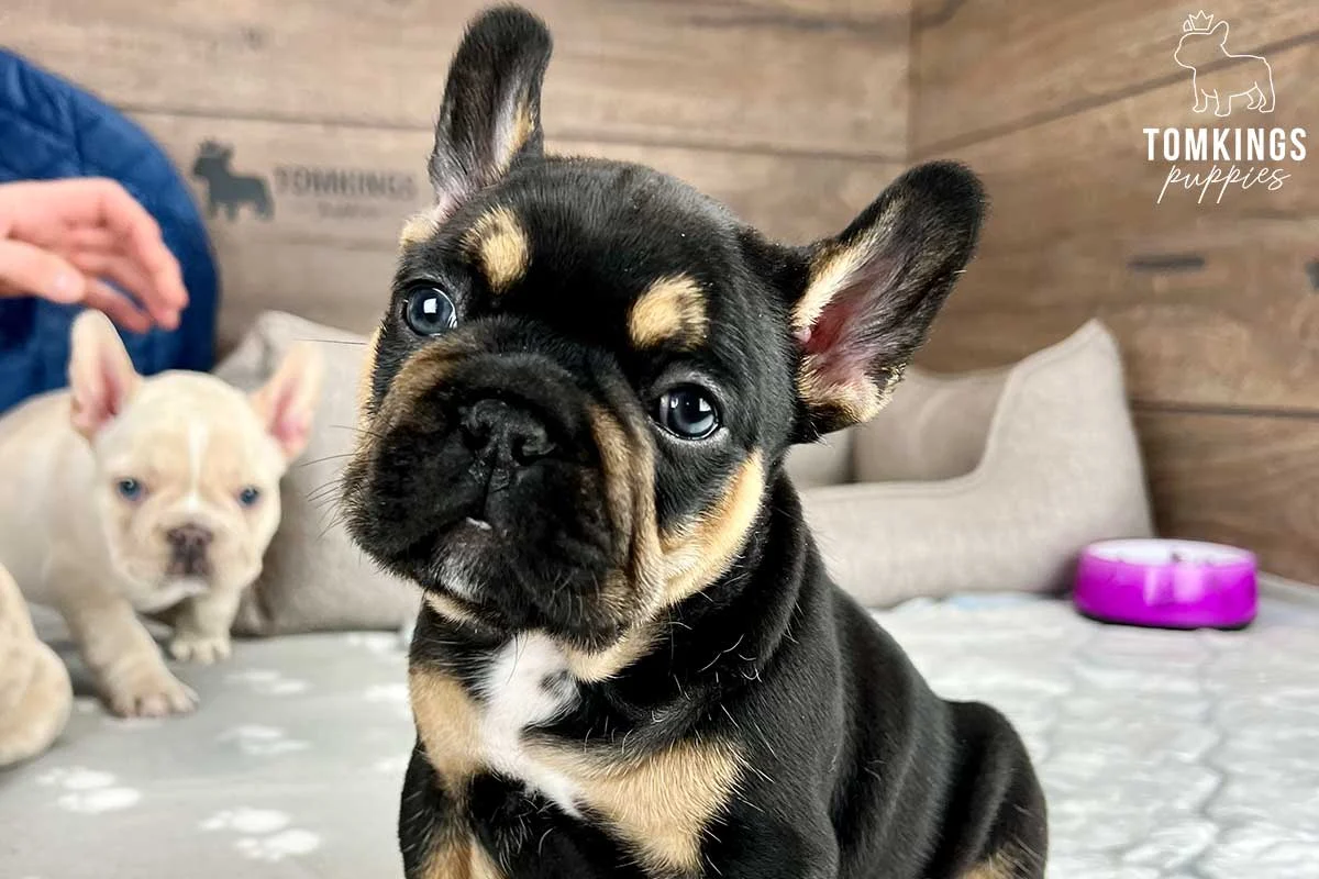 Black and tan French Bulldog puppy sitting indoors with a cream Frenchie puppy in the background.