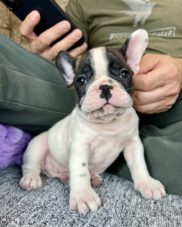 Black pied French Bulldog puppy sitting beside a person and looking up at the camera.