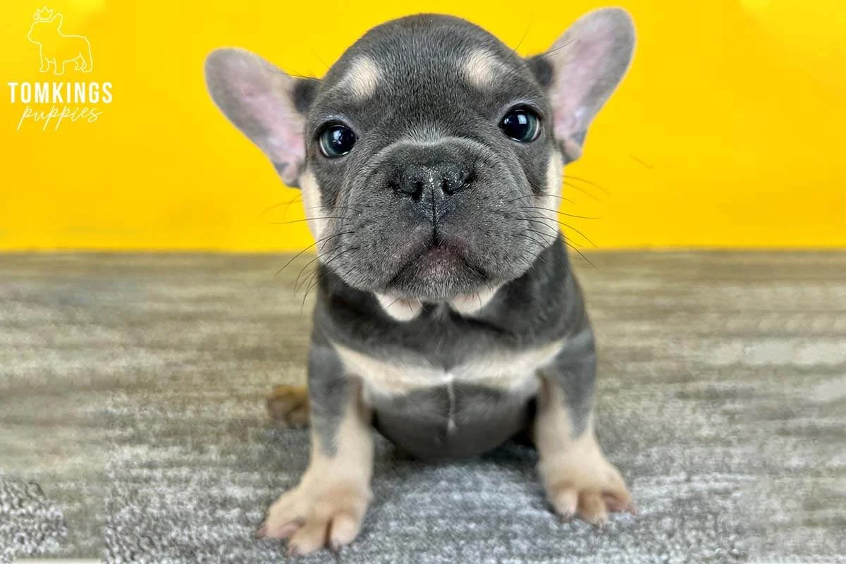 Blue and tan French Bulldog puppy sitting on yellow background