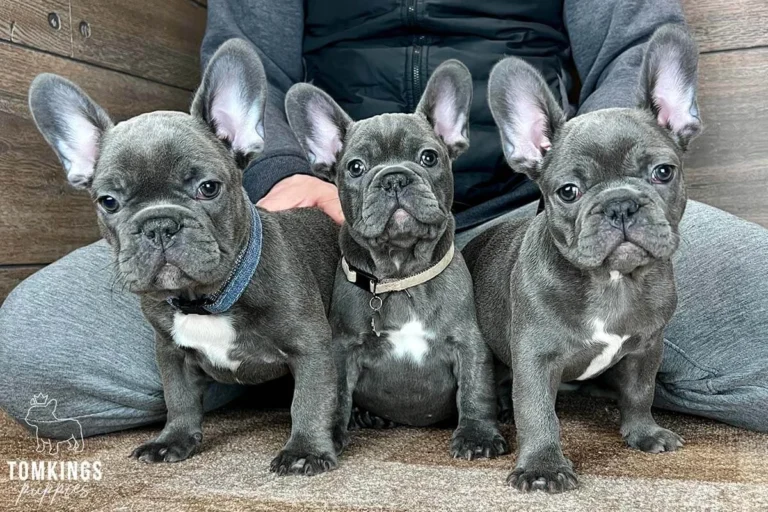 Three blue brindle French Bulldog puppies sitting together in front of a person indoors.
