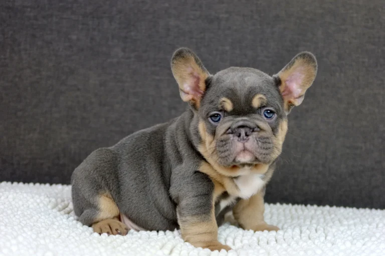 A blue and tan French Bulldog puppy sitting on a white blanket.
