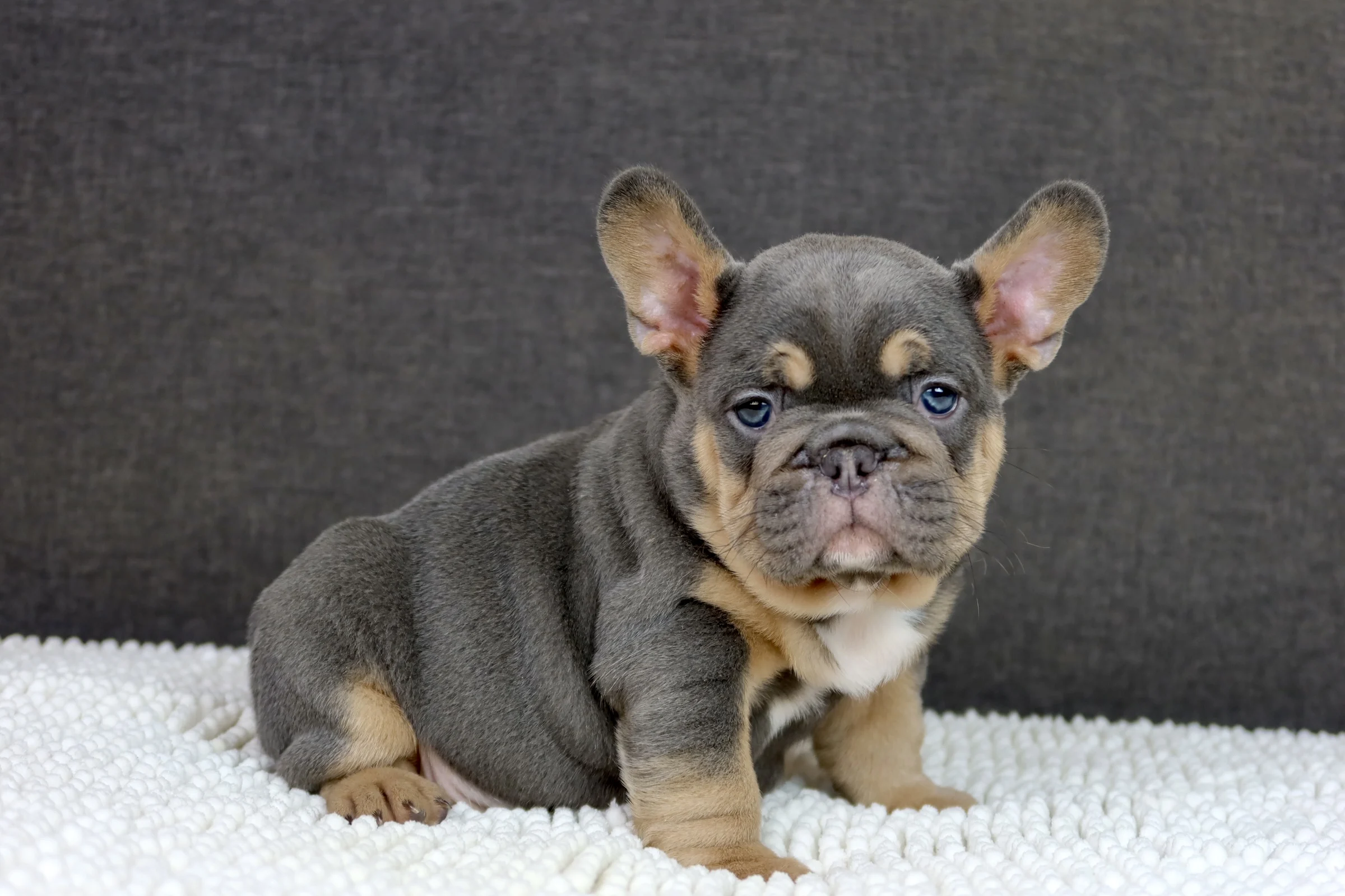 A blue and tan French Bulldog puppy sitting on a white blanket.