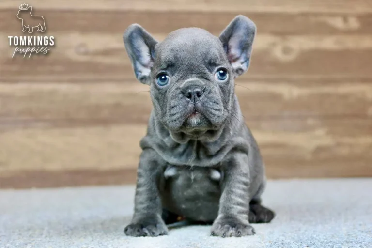 Blue Frenchie Puppy