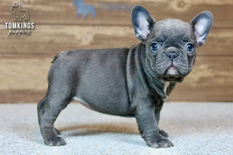 Blue Frenchie Puppy