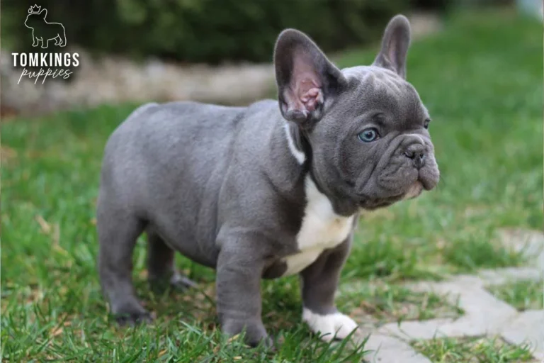 Blue Frenchie Puppy