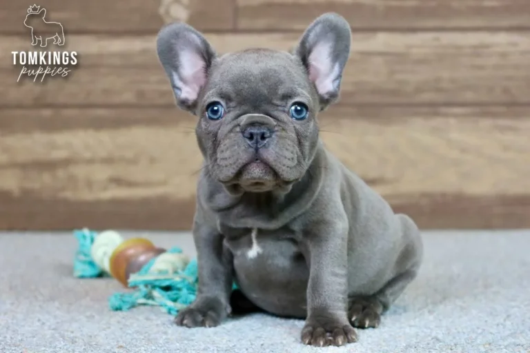 Blue French Bulldog puppy sitting indoors beside a rope toy