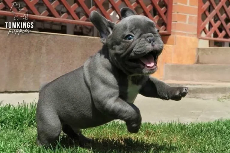 Blue Frenchie Puppy