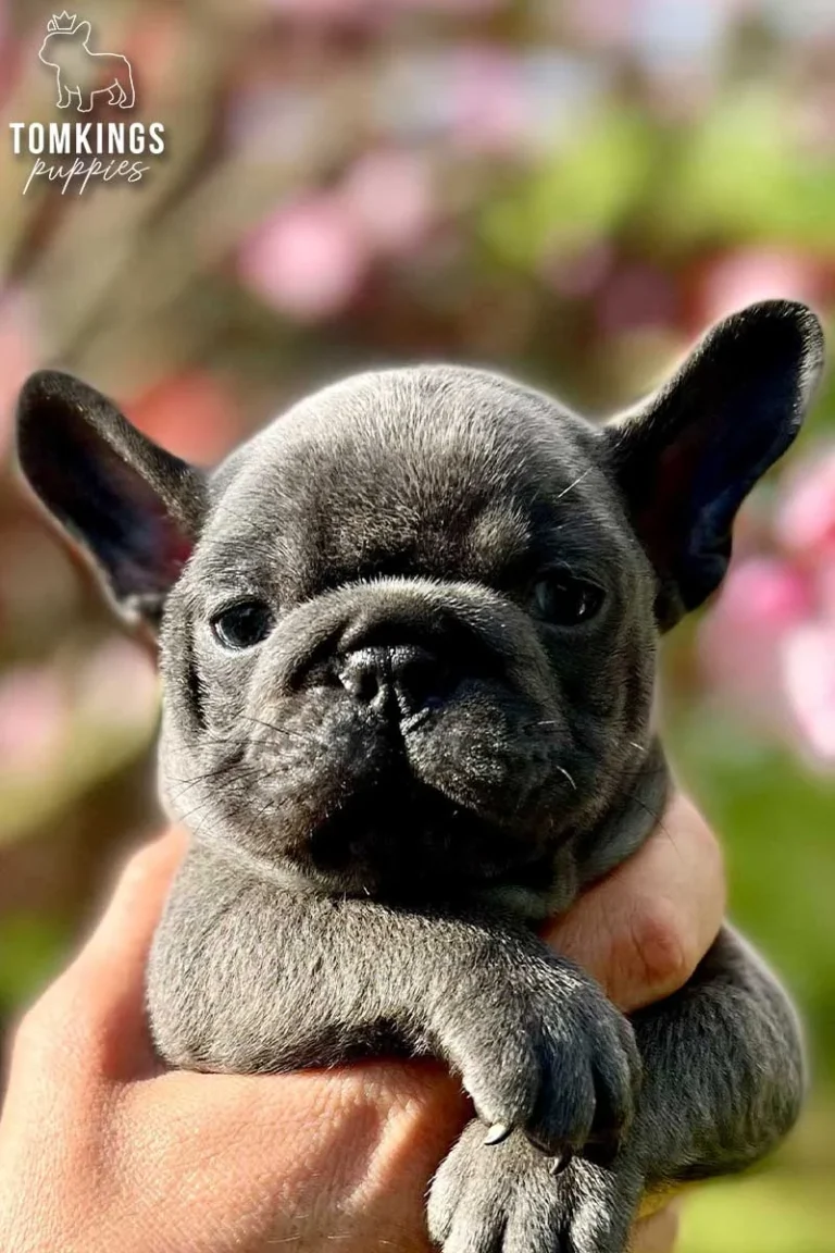 Blue Frenchie Puppy