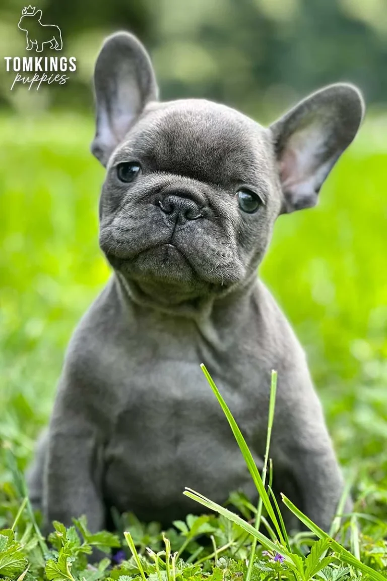 Blue Frenchie Puppy
