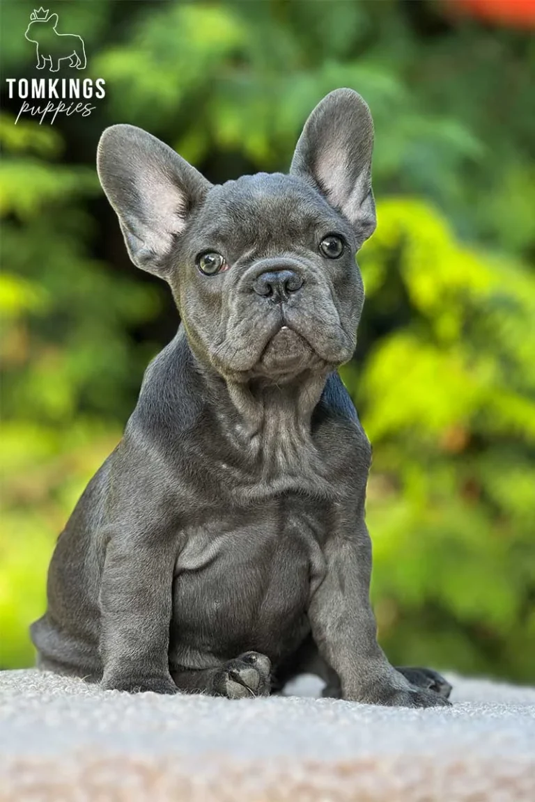 Blue Frenchie Puppy