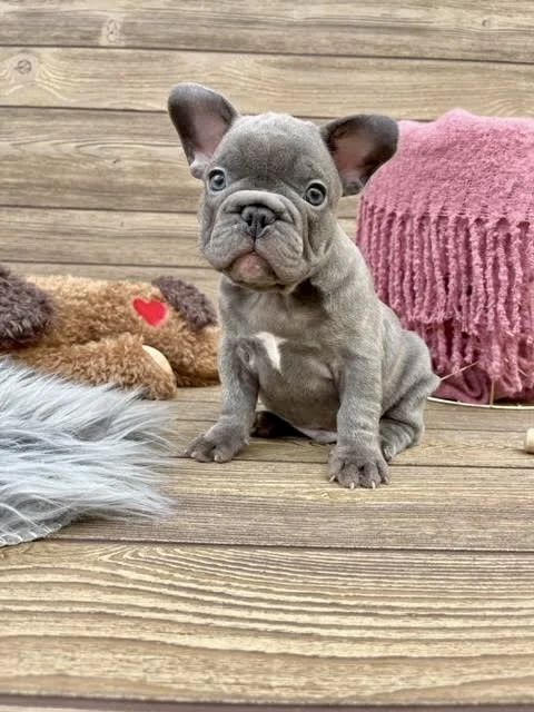 Blue Brindle French Bulldog